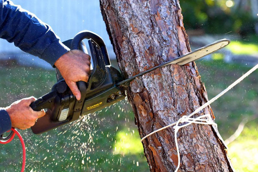tree estimate Bradford