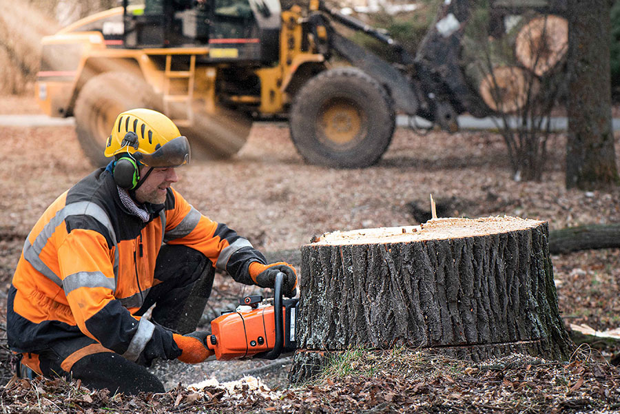stump grinding Bradford