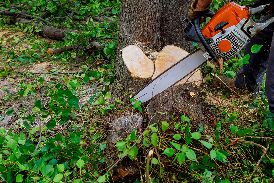 Tree Removal Bradford